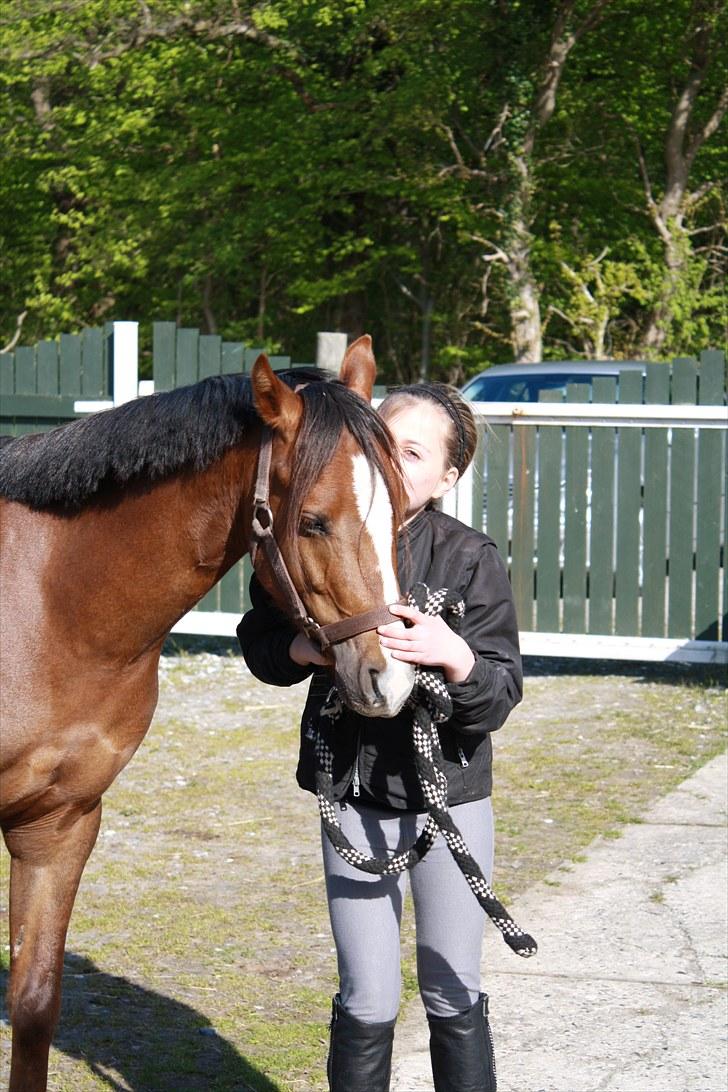 Welsh Pony af Cob-type (sec C) Don junior solgt :,( billede 1
