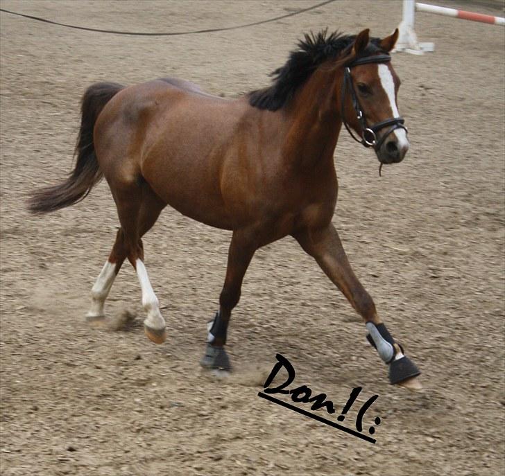 Welsh Pony af Cob-type (sec C) Don junior solgt :,( billede 2