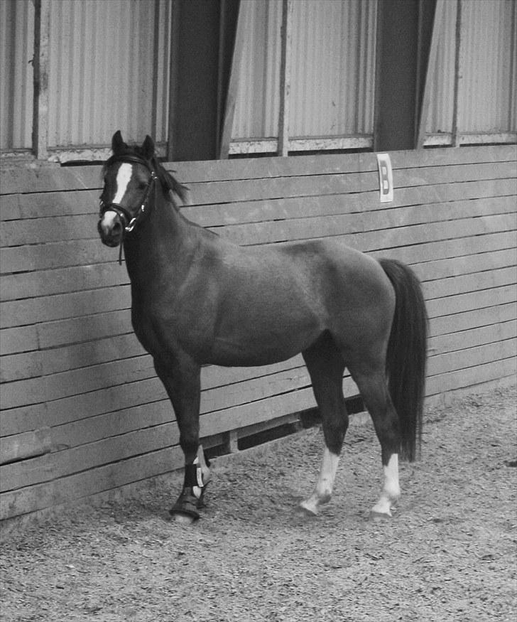 Welsh Pony af Cob-type (sec C) Don junior solgt :,( billede 3