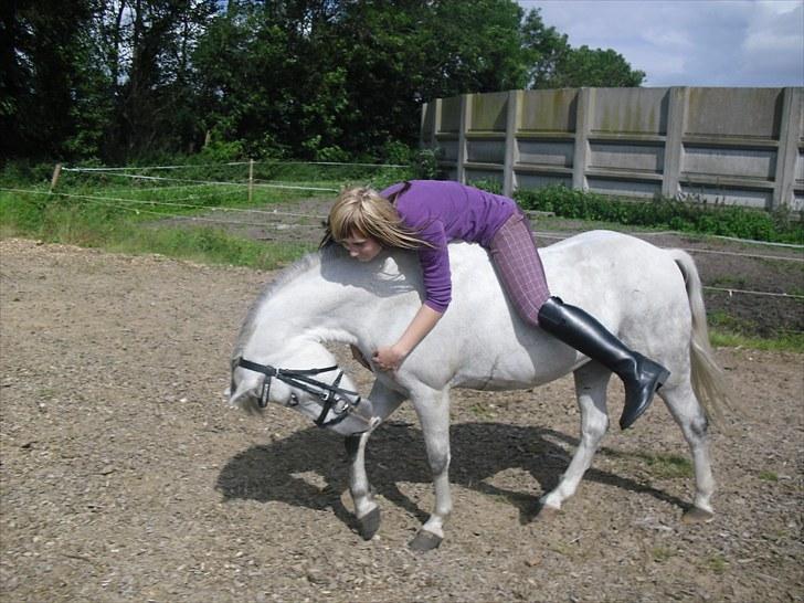 Welsh Mountain (sec A) Fakla Geraldine<3 - Fakla Geraldine elsker dig mus <3 billede 2