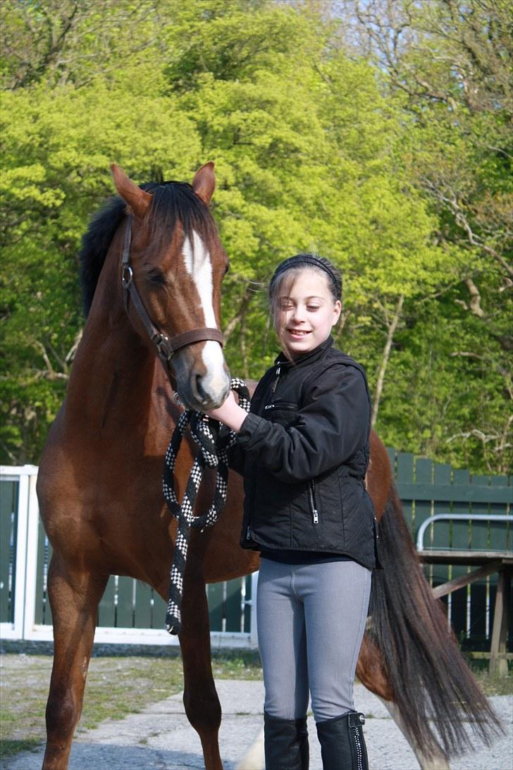 Welsh Pony af Cob-type (sec C) Don junior solgt :,( billede 6