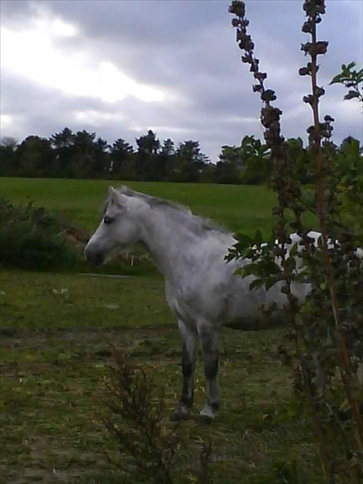 Welsh Mountain (sec A) Fakla Geraldine<3 - Geraldine på folden, elsker det billede :D<3 billede 5