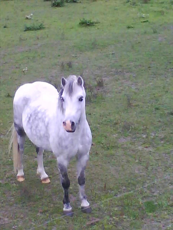 Welsh Mountain (sec A) Fakla Geraldine<3 - F. Geraldine..<3 :) billede 6