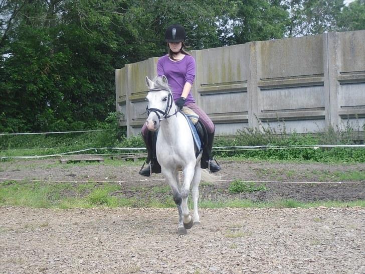 Welsh Mountain (sec A) Fakla Geraldine<3 - dressur på Geraldine hypsen..<3 :) billede 7