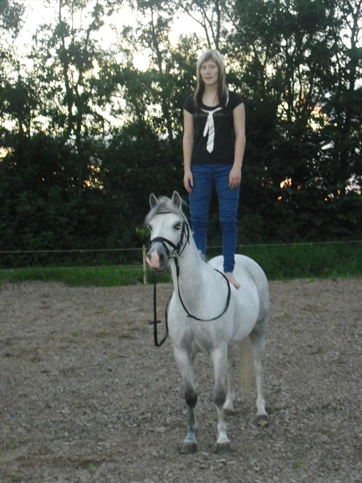 Welsh Mountain (sec A) Fakla Geraldine<3 -  Mig der står på Geraldine.. :) <3 billede 8