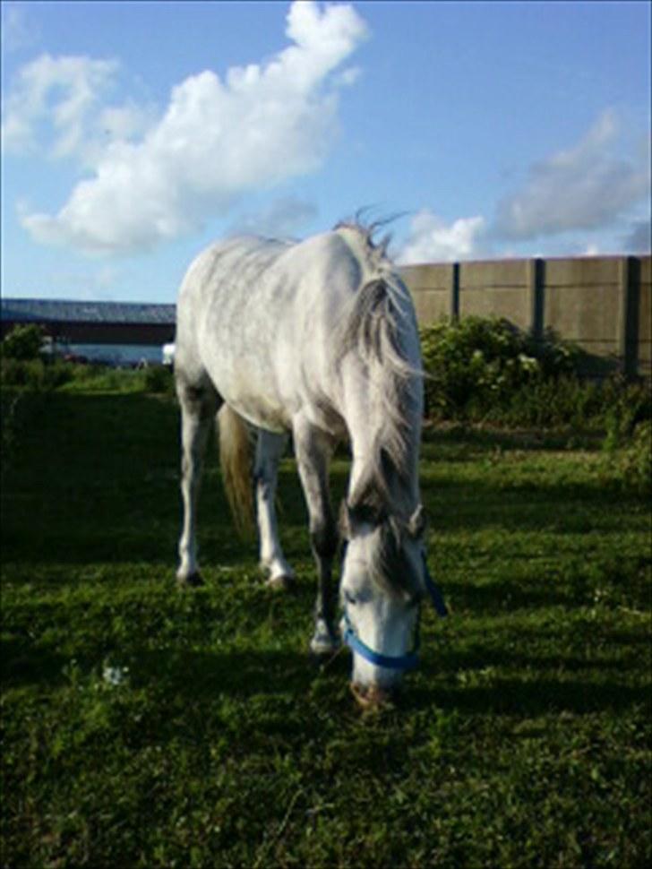 Welsh Mountain (sec A) Fakla Geraldine<3 - Geraldine på folden i sommer 09.... billede 10
