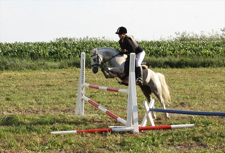Welsh Mountain (sec A) Fakla Geraldine<3 - Velkommen til Geraldines profil, tag et kig og smid gerne en kommentar og bedømmelse.. :D <3 billede 1