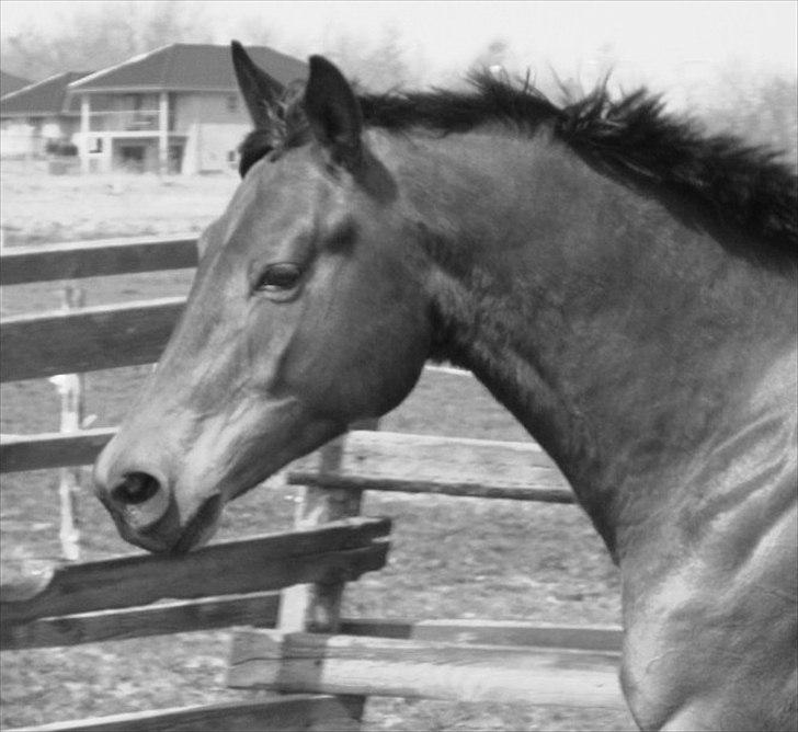 Trakehner Hronas - Hronas d. 22/4 - 2011 billede 2