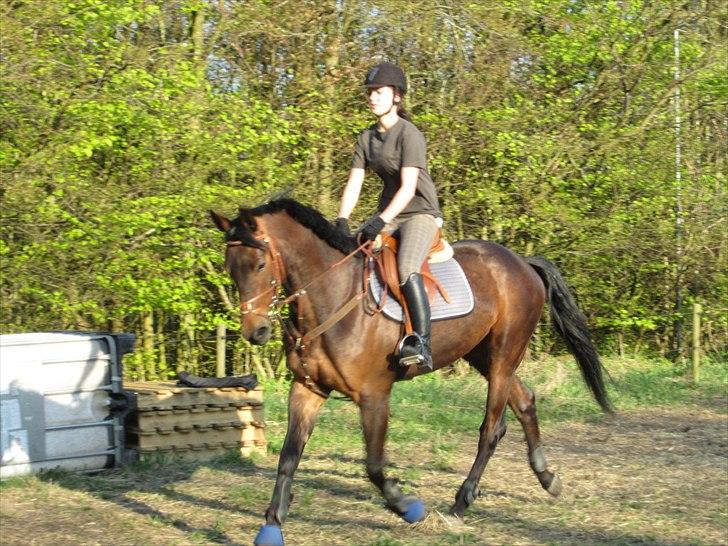 Trakehner Hronas - Hronas d. 23/4 - 2011 billede 3