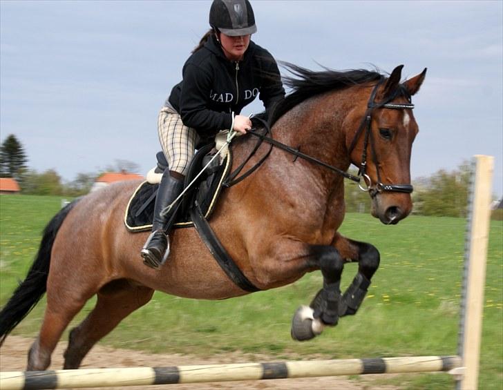 Anden særlig race Baltic Robin - d. 11 maj 2010 spring med Nana billede 15