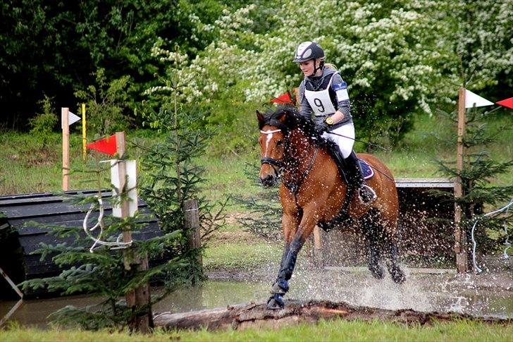 New Forest Firfod Fielfraz - DM billede 3