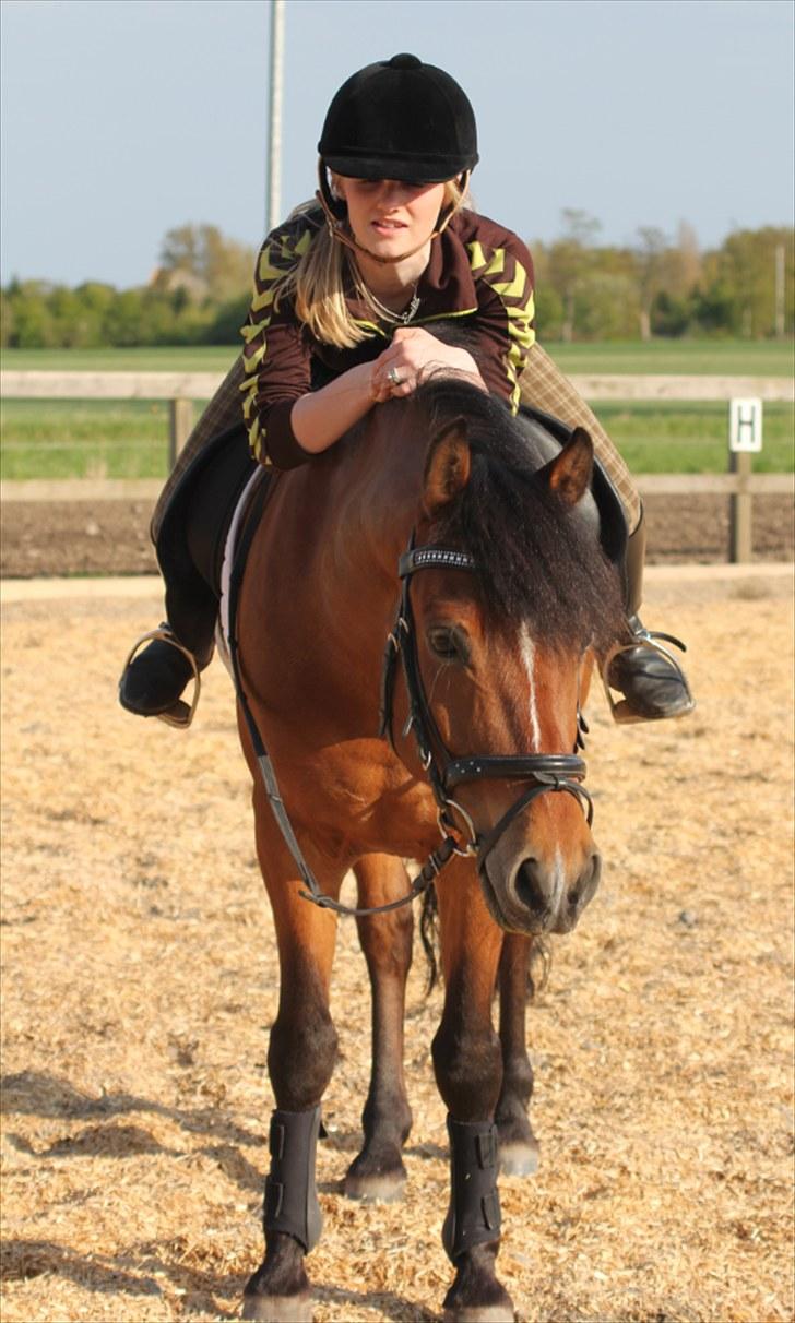 New Forest Firfod Fielfraz billede 13