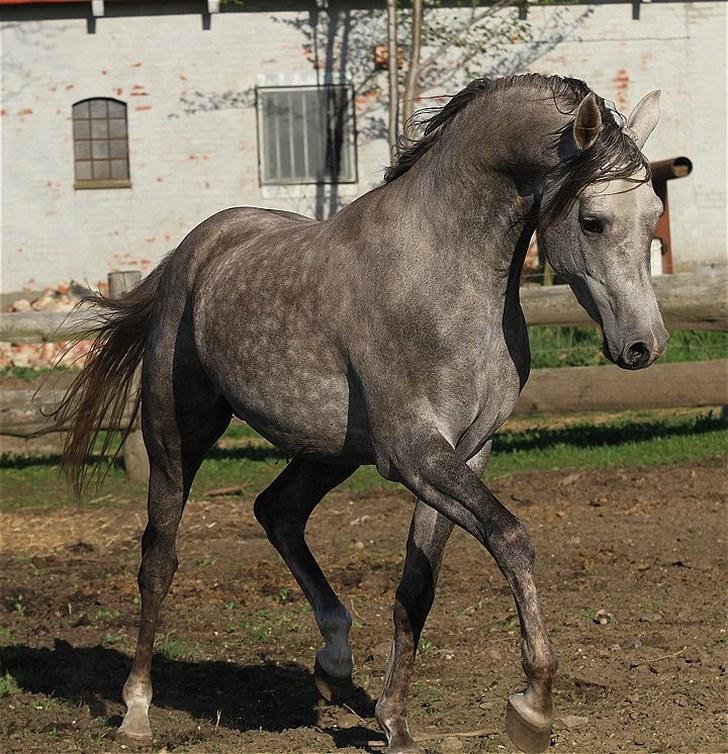Arabisk fuldblod (OX) SL Carrera billede 4