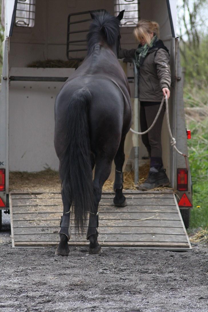 Anden særlig race SANTANA - Trailerlæsning til weekendkursus (: billede 14