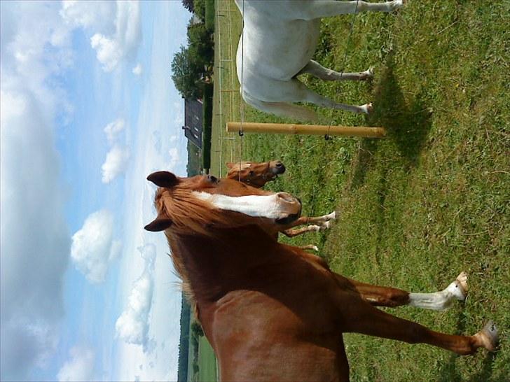 Hollandsk Sportspony Quite Easy *Solgt* billede 16