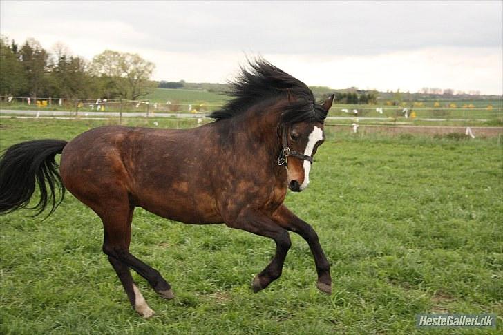 Anden særlig race Lucky Boy † miss you † - 11) "Se lige mig?" he he | Foto: KT-FOTO | billede 11