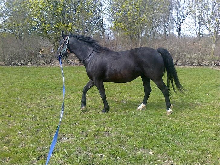 Oldenborg Faye Lyngbo billede 19