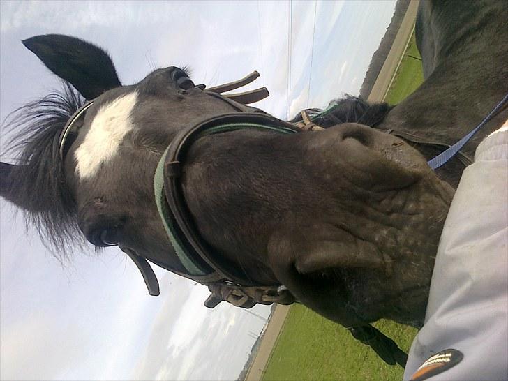 Oldenborg Faye Lyngbo billede 20