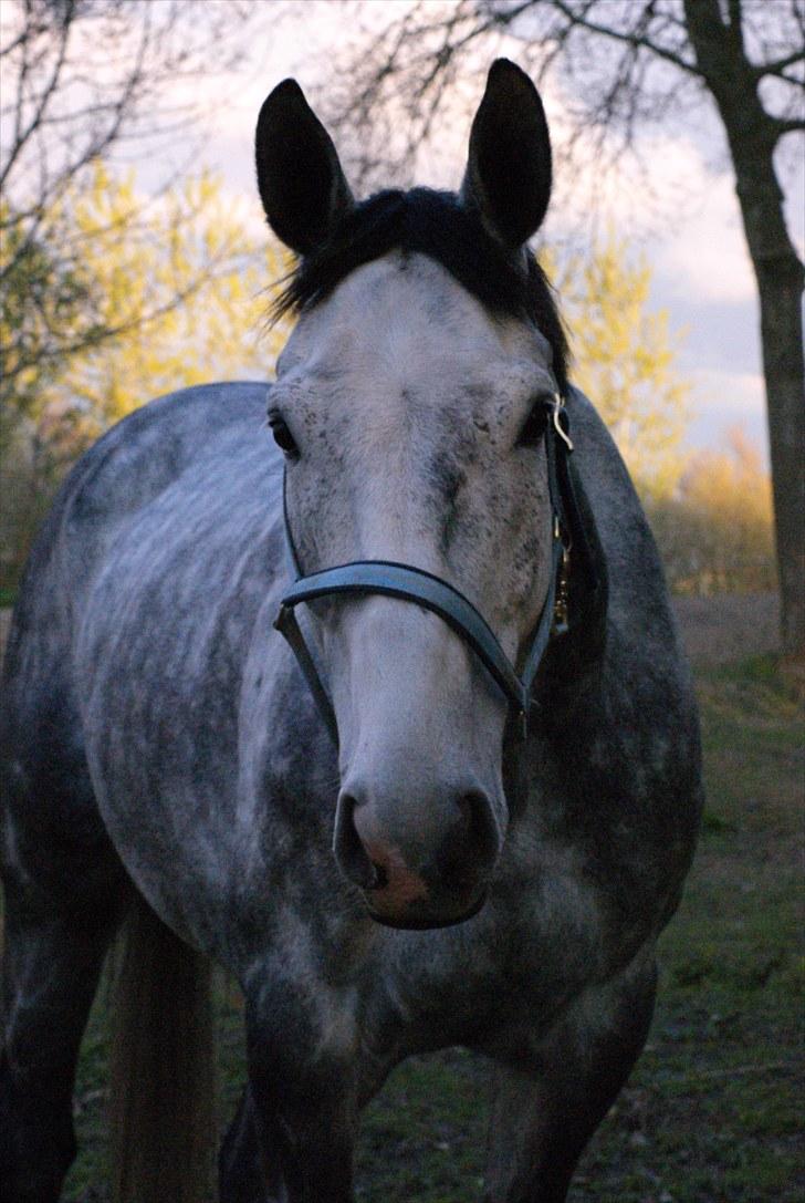 Polsk Varmblod Hoplita (Polle) billede 3