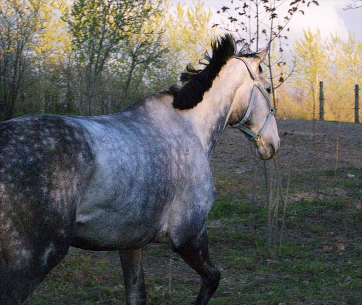 Polsk Varmblod Hoplita (Polle) billede 5