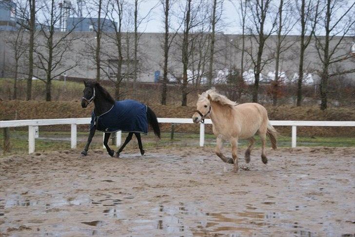 Anden særlig race Mondi billede 10
