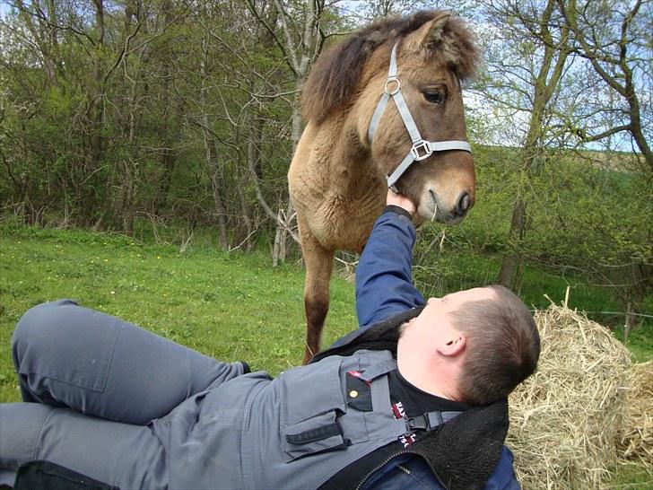 Islænder # Fina fra Urnebjerggård  - 10-05-2010 Hygge på sommerfolden. billede 15