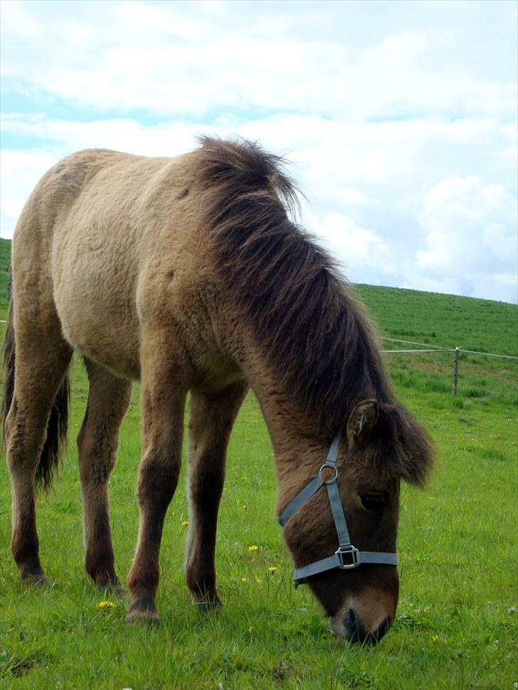 Islænder # Fina fra Urnebjerggård  - 10-05-2010 Damerne er kommet på sommergræs. billede 16