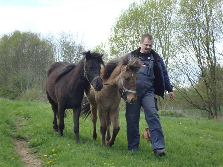 Islænder # Fina fra Urnebjerggård  - 10-05-2010.  Damerne ankommer til sommergræsset, en "lille" gåtur på ca 6 km på vejen og de kan ikke lide busser og lastbiler de er lige til den store siden syntes damerne billede 17
