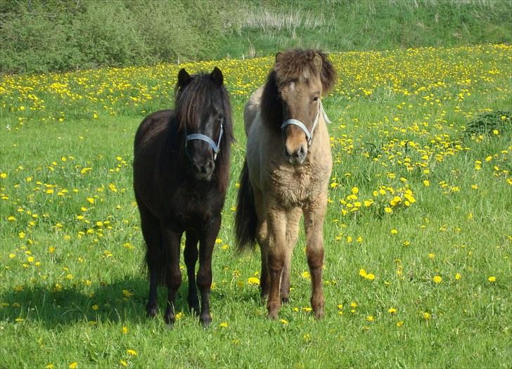 Islænder # Fina fra Urnebjerggård  - 22-05-2010. "Der bliver holdt øje med os" billede 18