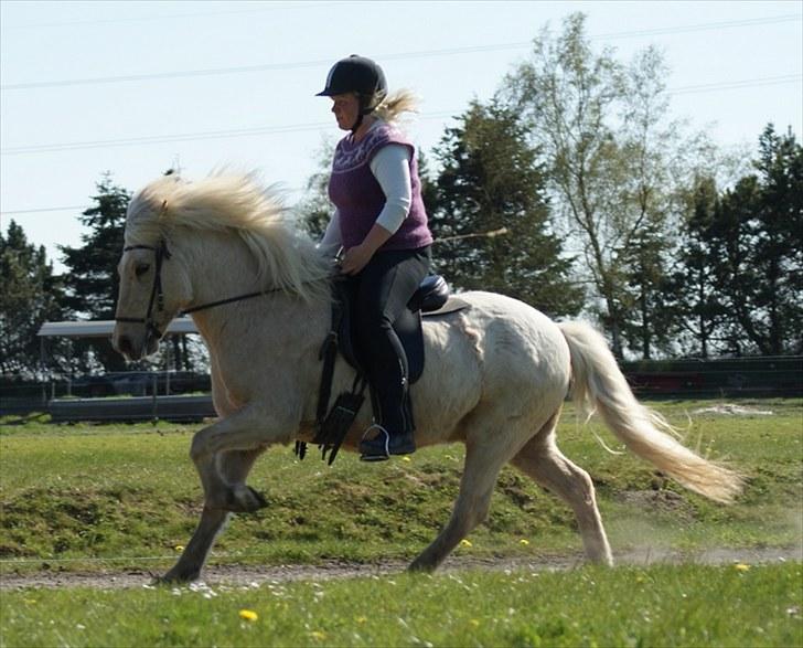 Islænder Eitill fra Katulabo - Galop galop :D billede 7