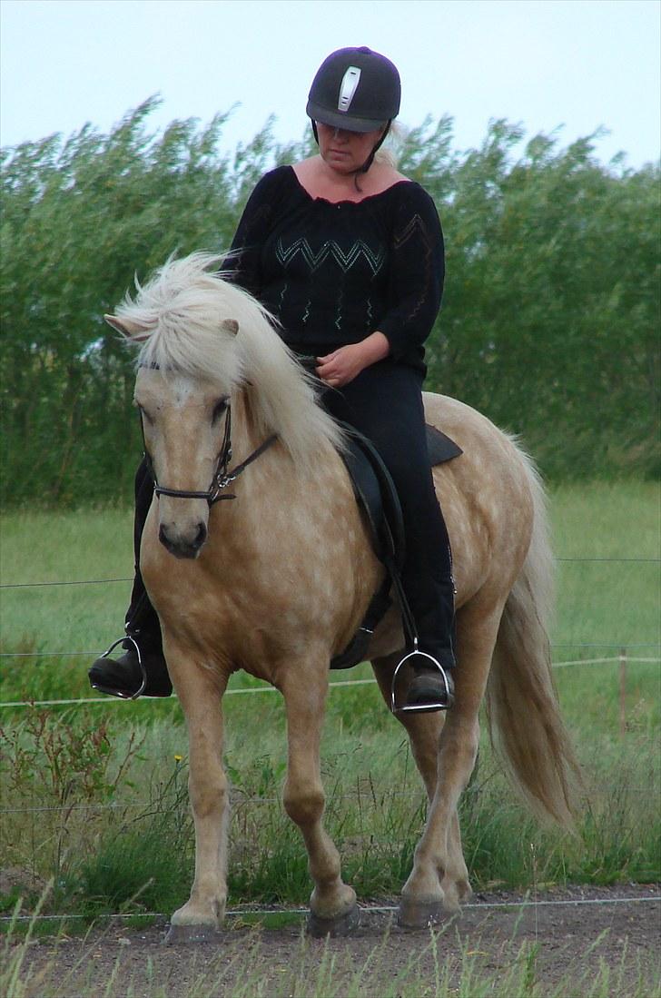 Islænder Eitill fra Katulabo - En smuk hest i smukke omgivelser. billede 11