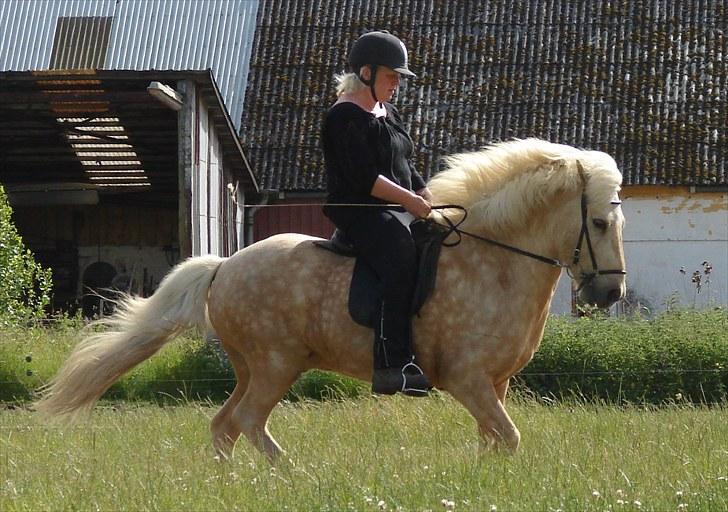 Islænder Eitill fra Katulabo - Forkert moment, men hvor ser den lille hest dog stor og kraftig ud :D billede 12