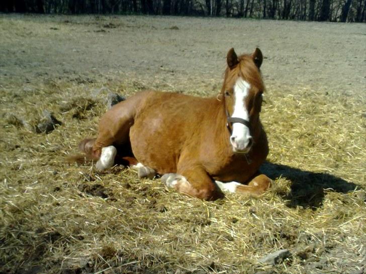 Anden særlig race Wareno billede 19