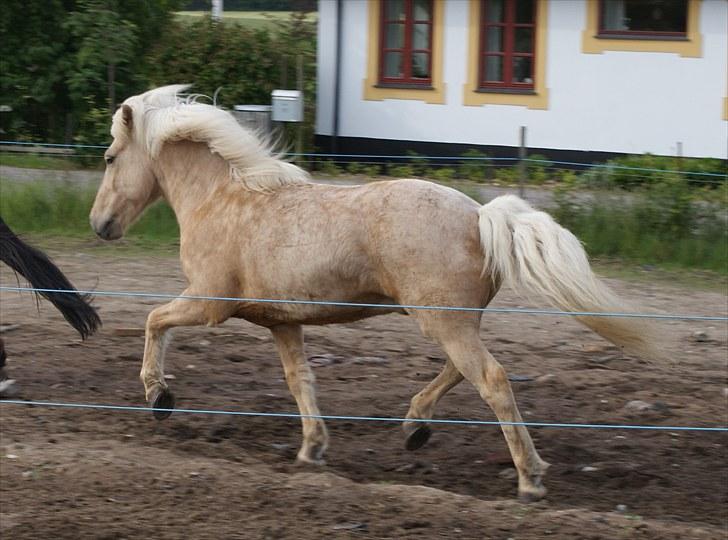 Islænder Eitill fra Katulabo - Lillebror i trav på en livlig dag på fold. billede 17