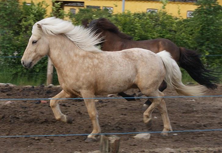 Islænder Eitill fra Katulabo - Jeg ved, du kan, bette horsie ;) billede 19