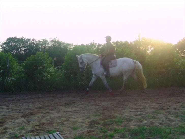 Connemara Rabel'<33 'Solgt'<3 - Ynglingsbillede :) billede 10