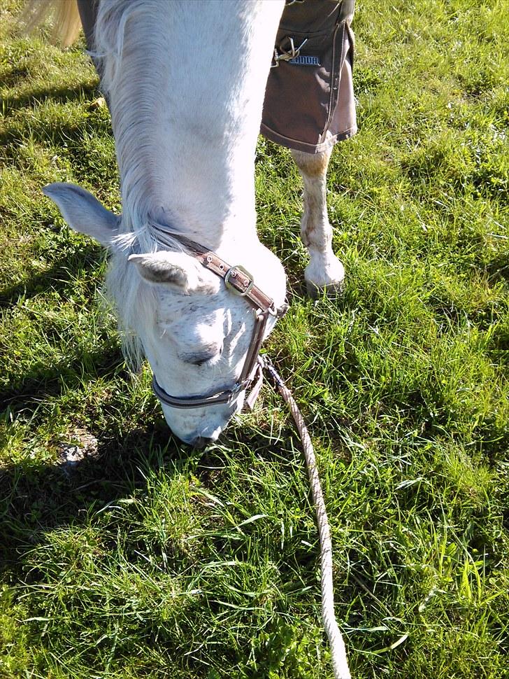 Connemara Rabel'<33 'Solgt'<3 - Mad?<3 billede 11