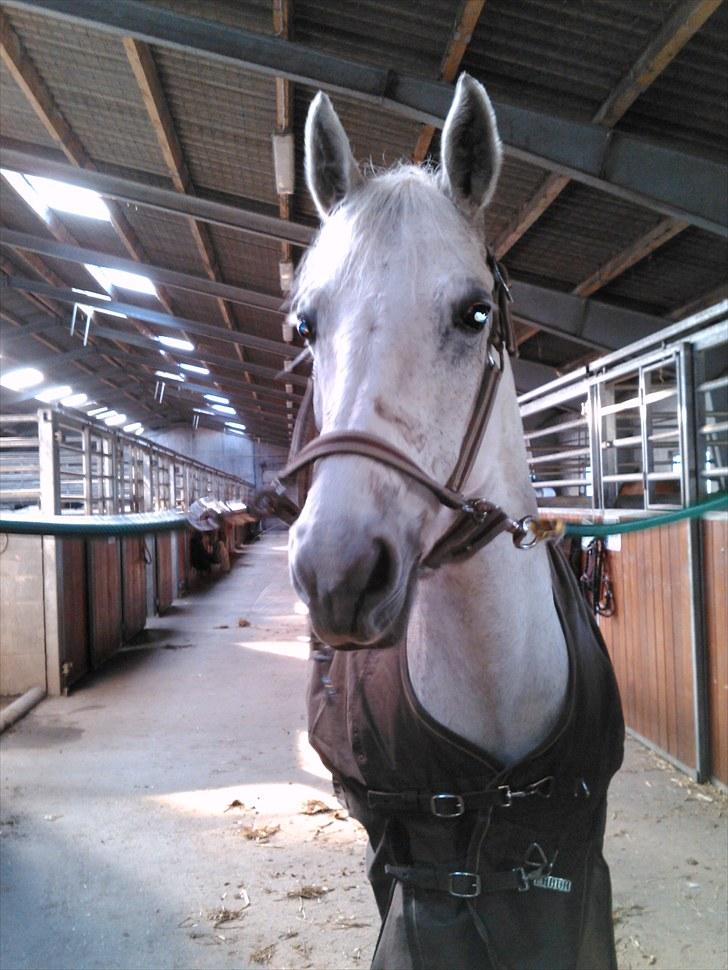 Connemara Rabel'<33 'Solgt'<3 - På staldgangen :) billede 12