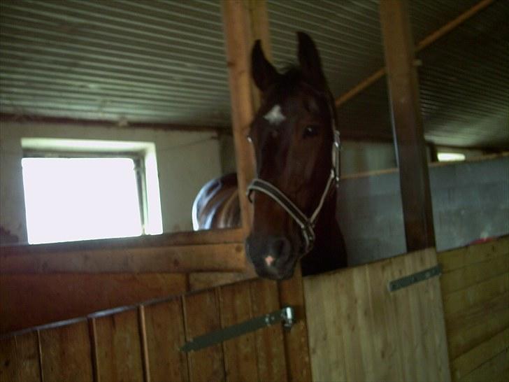 Anden særlig race Toby <3 - Toby på nørrevang (: billede 4