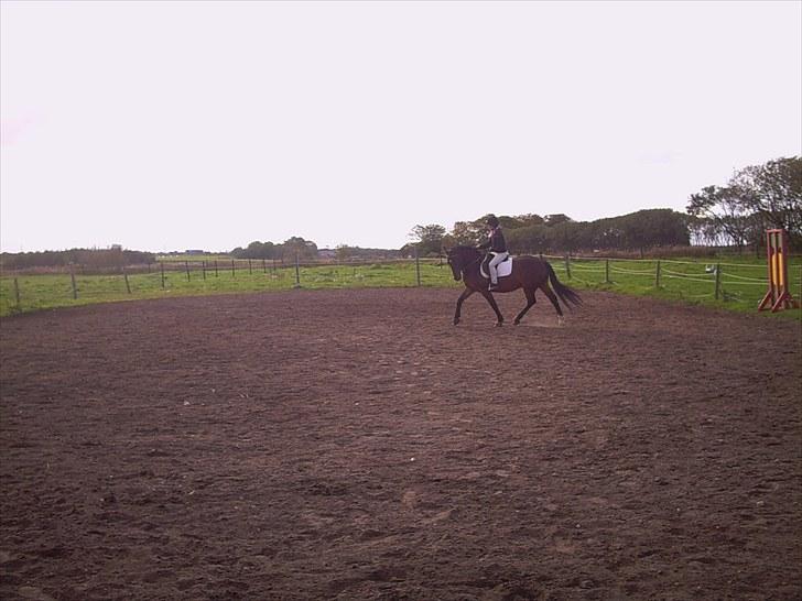 Anden særlig race Toby <3 - Toby og mig på en lille dressur time (: billede 5