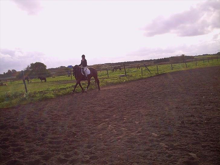 Anden særlig race Toby <3 - Toby og mig på en lille dressur time (: billede 6