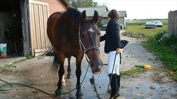 Anden særlig race Toby <3 - Toby der lige er kommet hjem fra Langagergård stævne "det var altså hårdt" mente toby :D billede 7