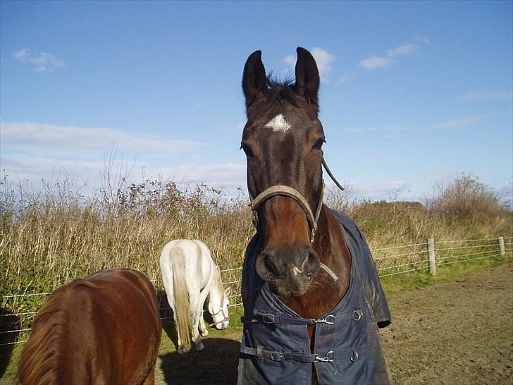 Anden særlig race Toby <3 - Toby på Dannike (: billede 8