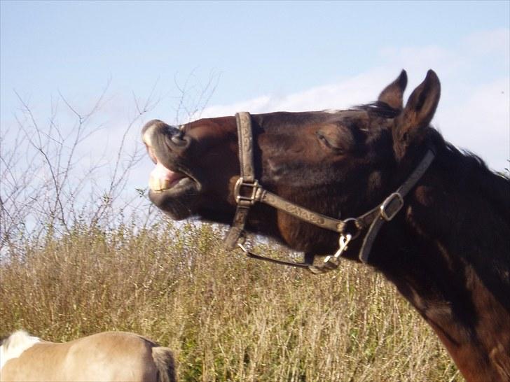 Anden særlig race Toby <3 - Toby på Dannike (: billede 9
