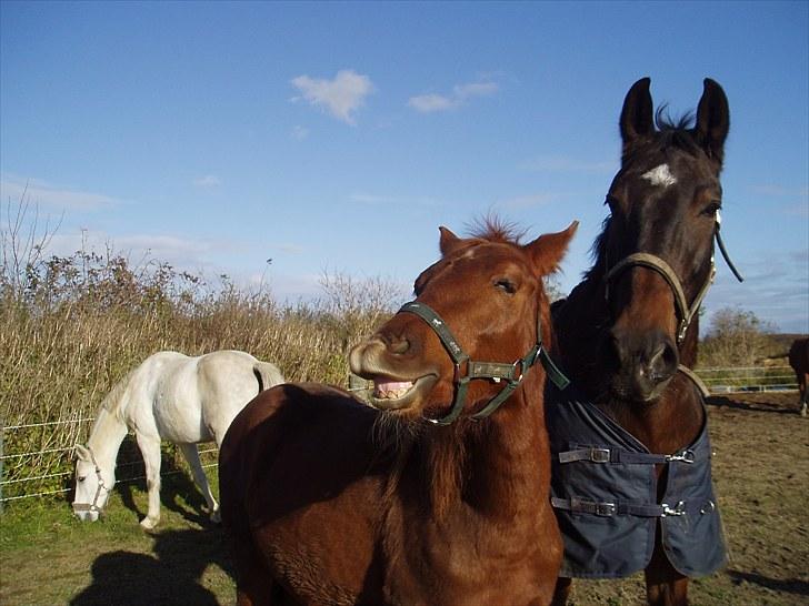 Anden særlig race Toby <3 - Toby og Zarfir på Dannike (: " Hvaaa har du gang i Zarfir" tænker toby ;b billede 10