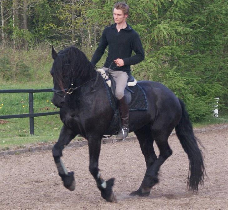 Frieser Freule van de Spiegelplas - Træner lige lidt XD billede 2
