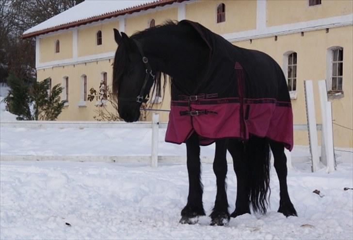 Frieser Freule van de Spiegelplas - Hvad blev der lige af græsset??? billede 5