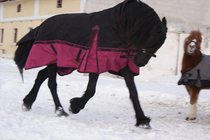 Frieser Freule van de Spiegelplas - Peter din drillepind!!! billede 6