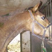 Anden særlig race blondi