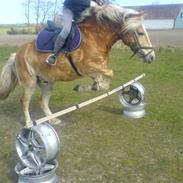 Haflinger bailley<33rider ikke mere